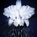 50 ML GUERLAIN ORCHIDÉE IMPÉRIALE LIGHT CREAM REFILL Náplň lehkého krému 2 of 3 Náplň lehkého krému