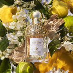 75 ML GUERLAIN AQUA ALLEGORIA BERGAMOTE CALABRIA GUE AA BERGAMOTE CALABRIA EDT R/SPR 75ML 4 of 4 GUE AA BERGAMOTE CALABRIA EDT R/SPR 75ML