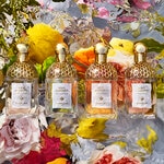 75 ML GUERLAIN AQUA ALLEGORIA HERBA FRESCA GUE AA HERBA FRESCA EDT R/SPR 75ML 3 of 4 GUE AA HERBA FRESCA EDT R/SPR 75ML