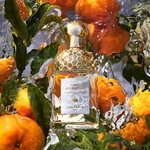75 ML GUERLAIN AQUA ALLEGORIA MANDARINE BASILIC GUE AA MANDARINE BASILIC EDT R/SPR 75ML 3 of 4 GUE AA MANDARINE BASILIC EDT R/SPR 75ML