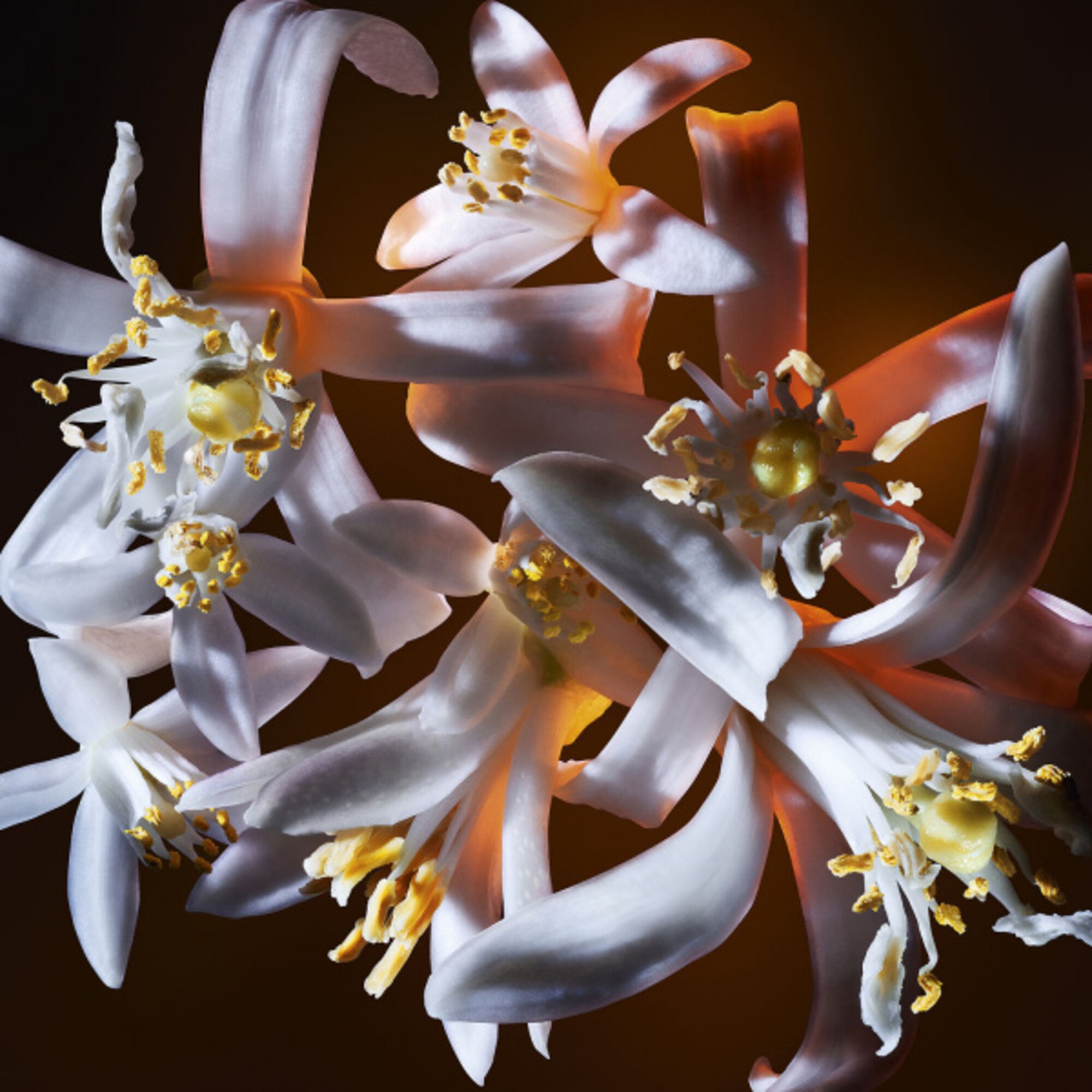 Parfémovaná voda pro ženy